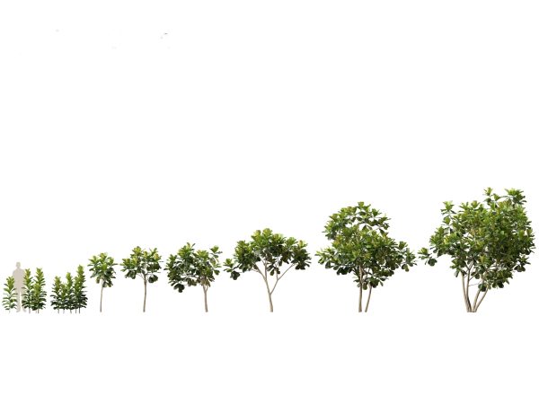 Jungle Foliage Pack 16 - Image 10