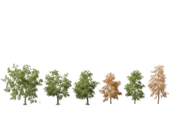 Northern Forest Trees Pack 19 - Image 8