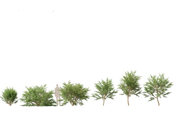 Tropical Giants & Blooms Pack 01 - Image 8