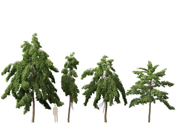 Carallia brachiata Honiara - Freshwater Mangrove 3D Model - Image 6