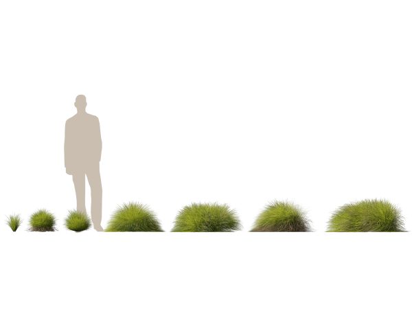 Lomandra confertifolia Little Con - Small Mat Rush 3D Model - Image 2