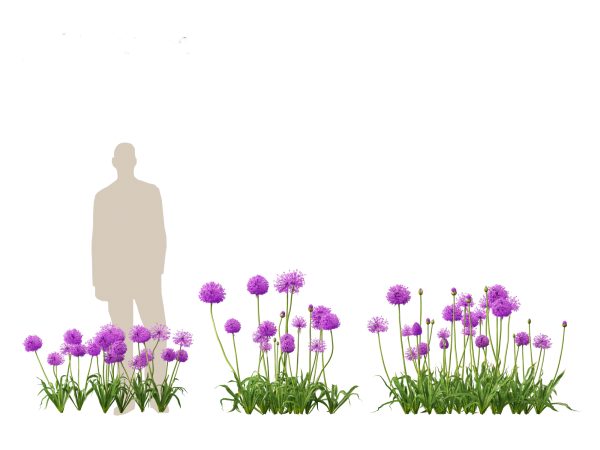 Garden Greenery Essentials Pack 39 - Image 3