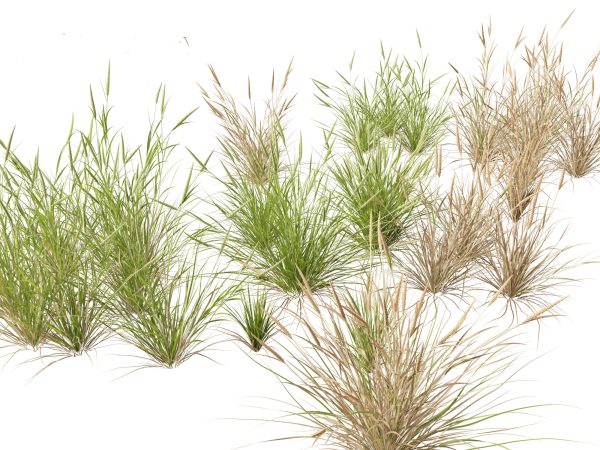Elegant Garden Grasses Pack 38 - Image 2