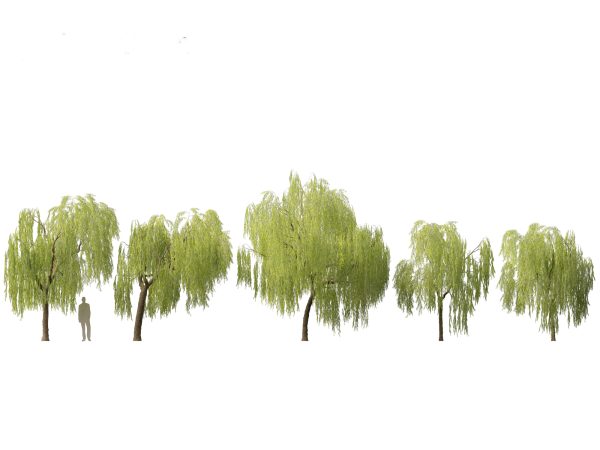 Urban Streetscape Trees Pack 11 - Image 13