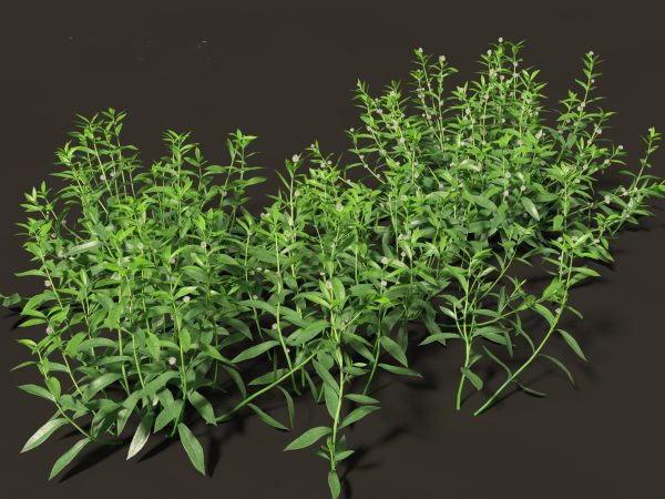 Meadow & Grassland Plants Pack 34 - Image 3