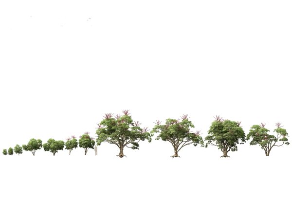 Garden Greenery Essentials Pack 39 - Image 21