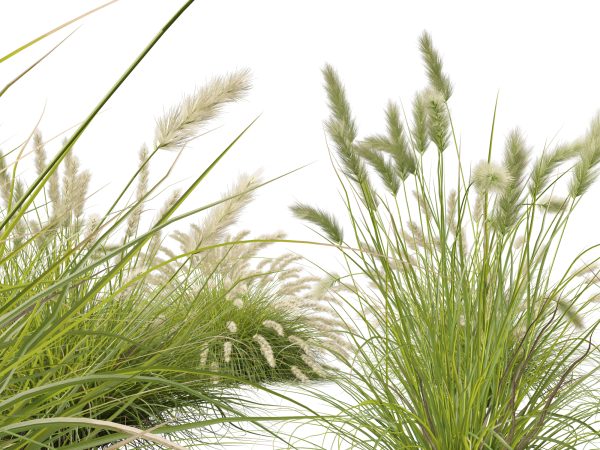 Pennisetum alopecuroides Pennstripe – Swamp Foxtail Grass 3D Model - Image 4