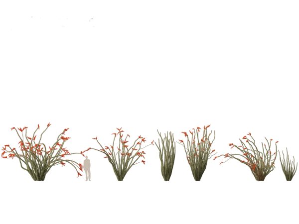 Arid & Savanna Trees Pack 24 - Image 9