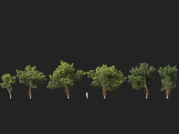 Couroupita guianensis - Cannon Ball Tree 3D Model - Image 9