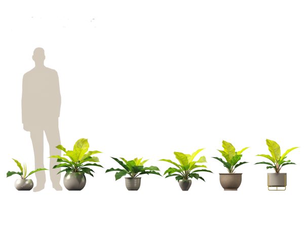 Decorative Indoor Plants Essentials Pack 41 - Image 20