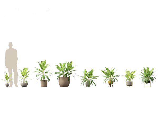 Decorative Indoor Plants Essentials Pack 41 - Image 4