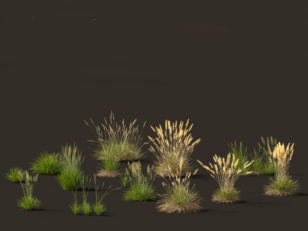 Decorative Ornamental Grasses Pack 29 - Image 7