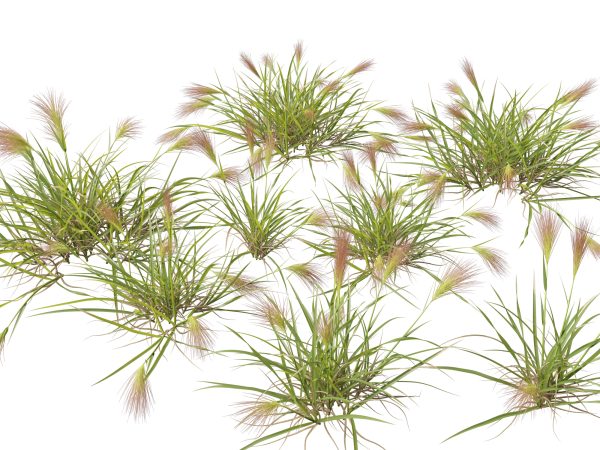 Ornamental Grasses & Groundcovers Pack 48 - Image 2