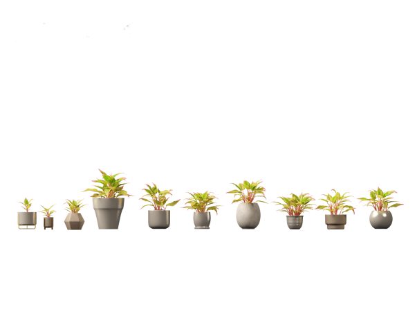 Decorative Indoor Plants Essentials Pack 41 - Image 2