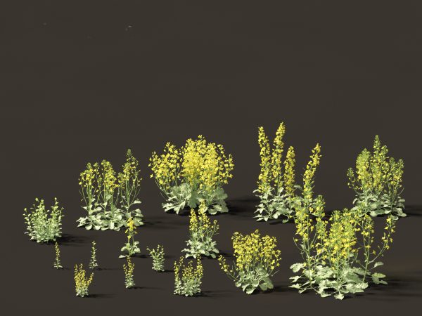 Edible Garden Plants Pack 28 - Image 5
