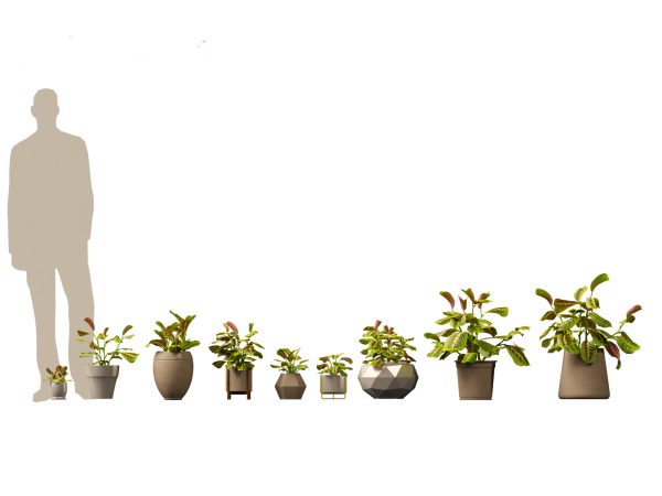 Decorative Indoor Plants Essentials Pack 41 - Image 7