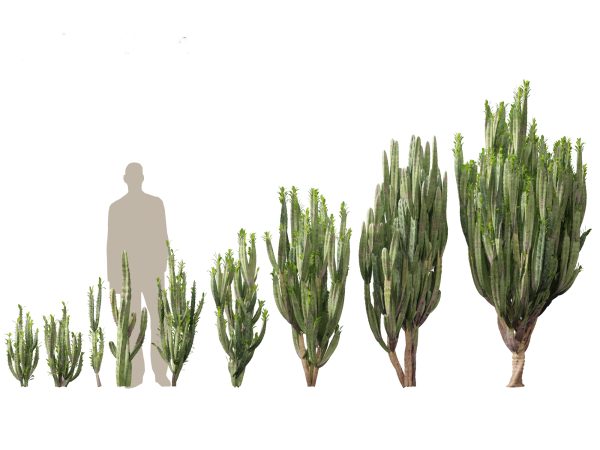 Succulents & Desert Plants Pack 07 - Image 11