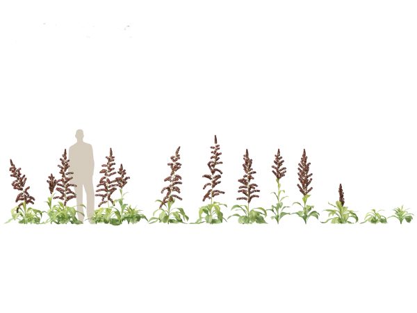 Garden Greenery Essentials Pack 39 - Image 23