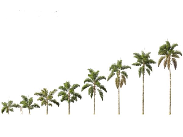 Palms & Exotics Pack 25 - Image 18