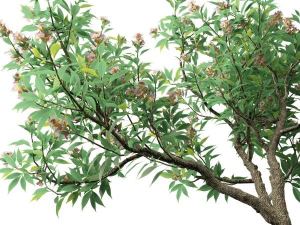 Temperate Flowering Shrubs & Trees Pack 54 - Image 20