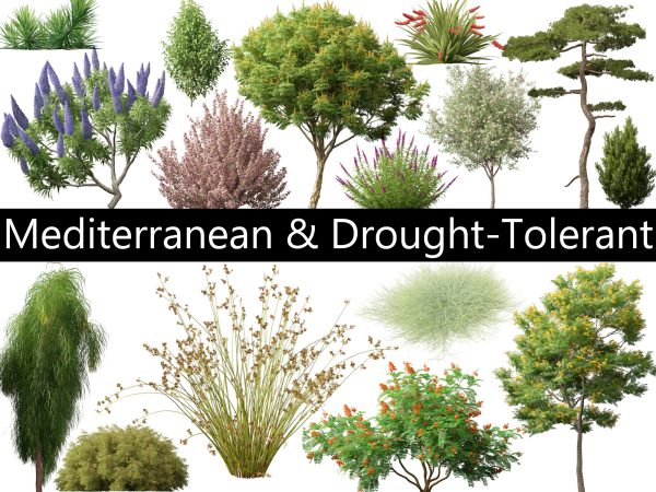 Mediterranean & Drought-Tolerant Pack 52