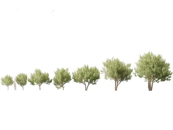 Arid & Savanna Trees Pack 24 - Image 11