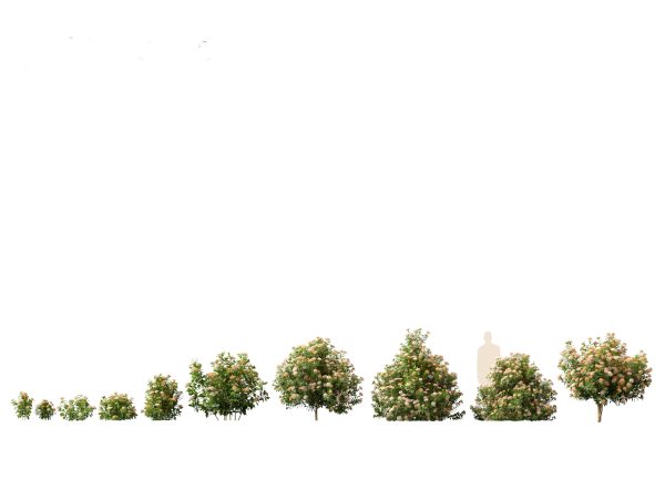 Mediterranean Garden Trees Pack 03 - Image 3