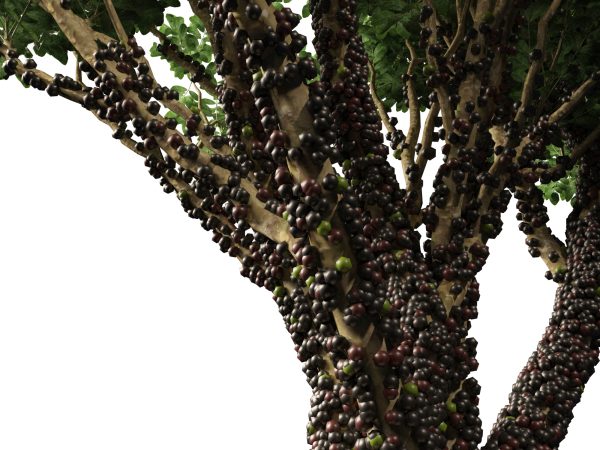 Tropical & Exotic Foliage Pack 49 - Image 16