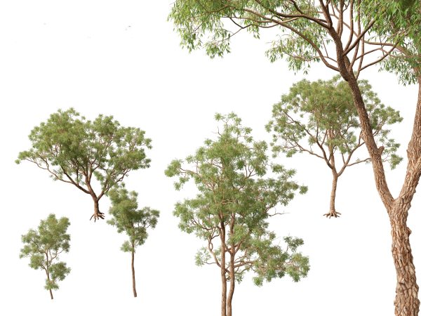 Tropical & Subtropical Trees Pack 46 - Image 15