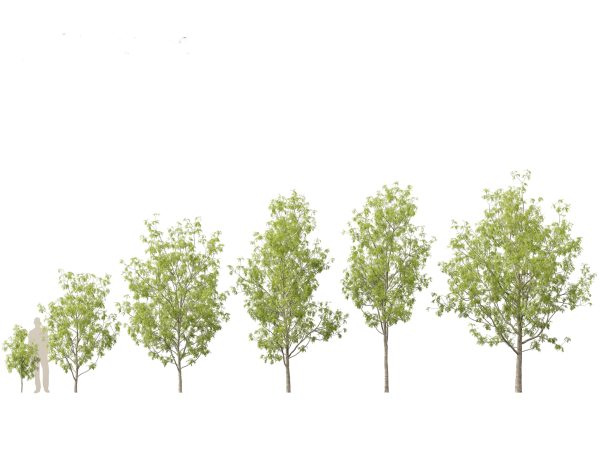 Urban Streetscape Trees Pack 11 - Image 6