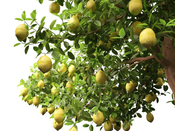 Tropical & Subtropical Trees Pack 46 - Image 17