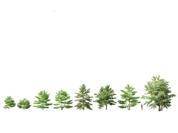 North American Trees & Shrubs Pack 43 - Image 10