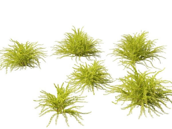 Flowering Perennials & Herbs Pack 42 - Image 14