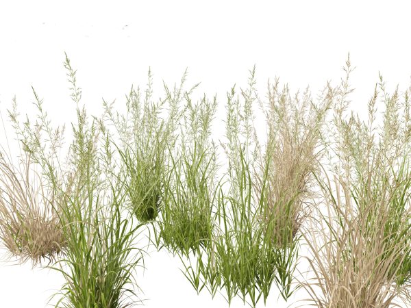 Elegant Garden Grasses Pack 38 - Image 3