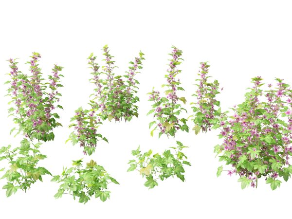 Flowering Perennials & Herbs Pack 42 - Image 15