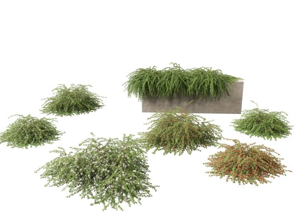 Flowering Garden Shrubs Pack 47 - Image 19