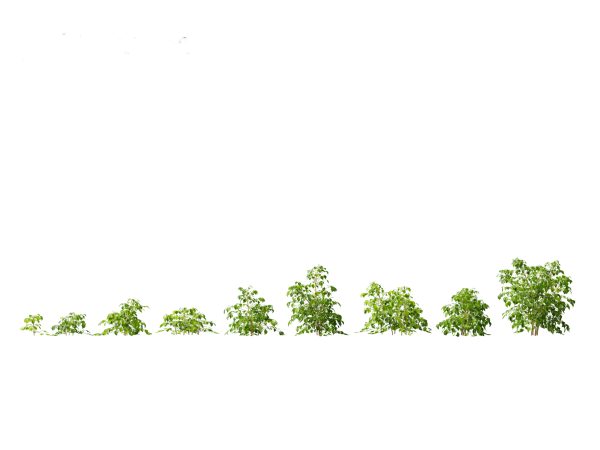 Tropical & Exotic Foliage Pack 49 - Image 17