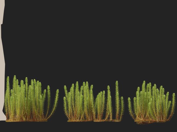 Myriophyllum propinquum - Water Milfoil 3D Model - Image 6