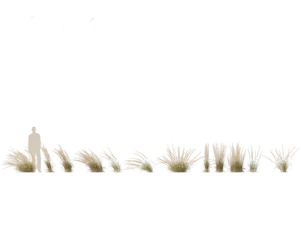 Meadow & Grassland Plants Pack 34 - Image 6