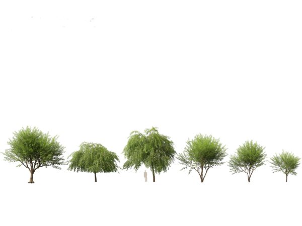 Arid & Savanna Trees Pack 24 - Image 13