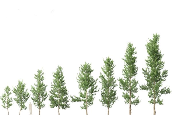 Tropical & Subtropical Trees Pack 46 - Image 2