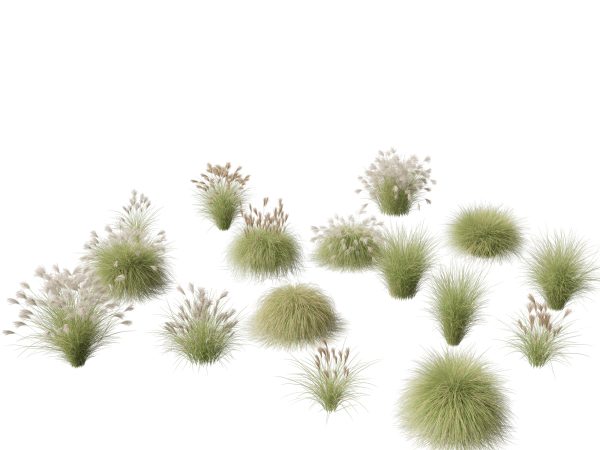 Decorative Ornamental Grasses Pack 29 - Image 11