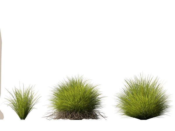 Lomandra confertifolia Little Con - Small Mat Rush 3D Model - Image 11