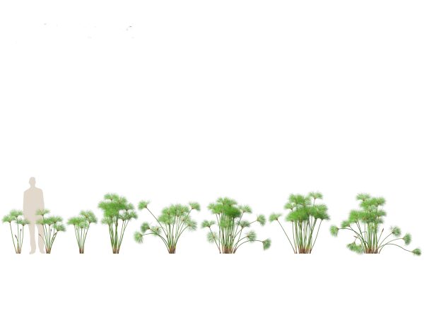 Aquatic & Pond Plants Pack 09 - Image 6
