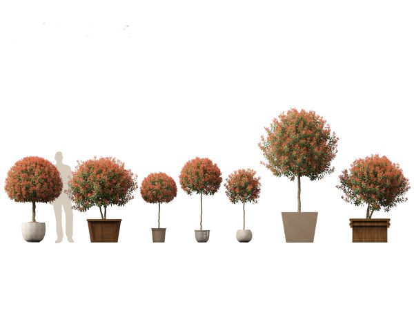 Large Potted Greenery Pack 40 - Image 16