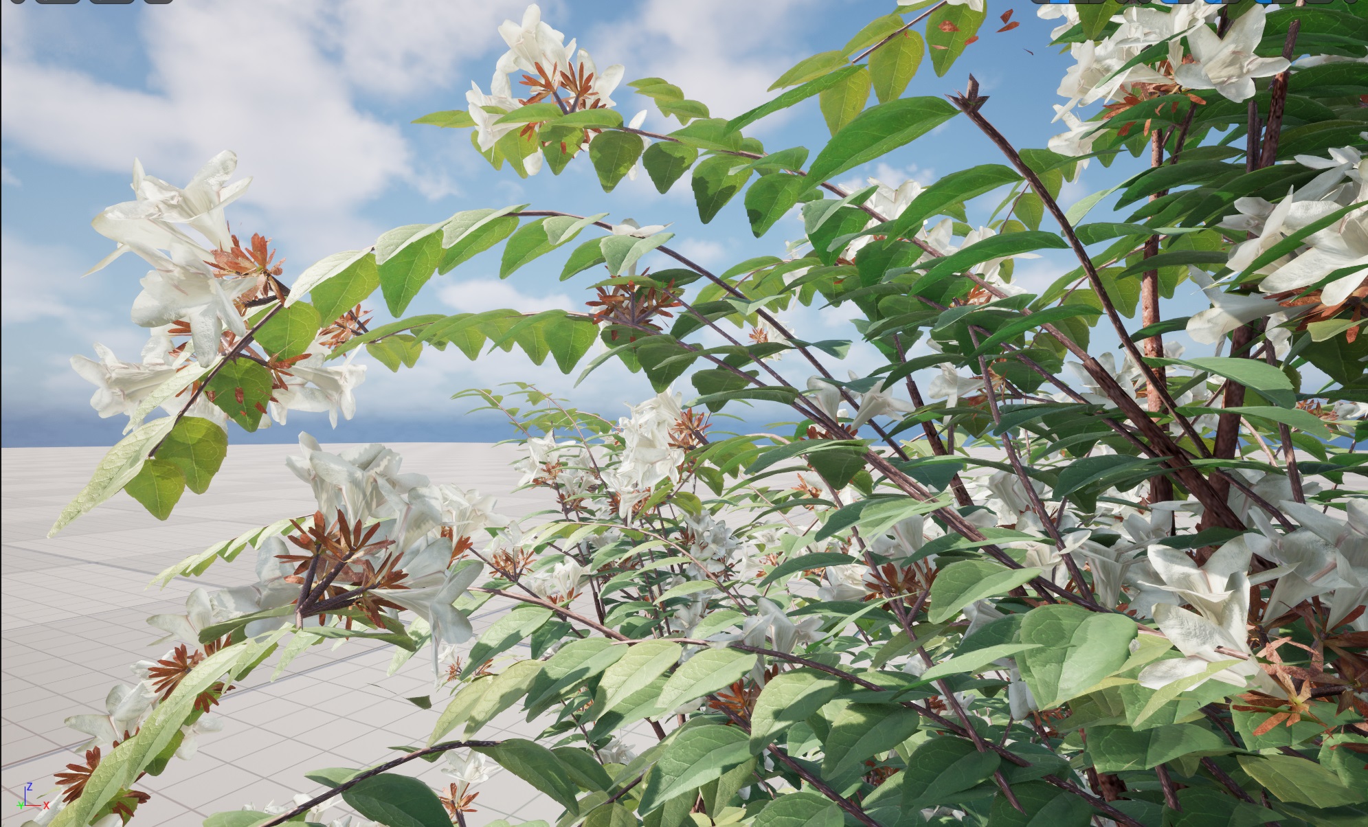 Nanite Plants Shrub - Abelia x grandiflora – Glossy abelia - Image 6