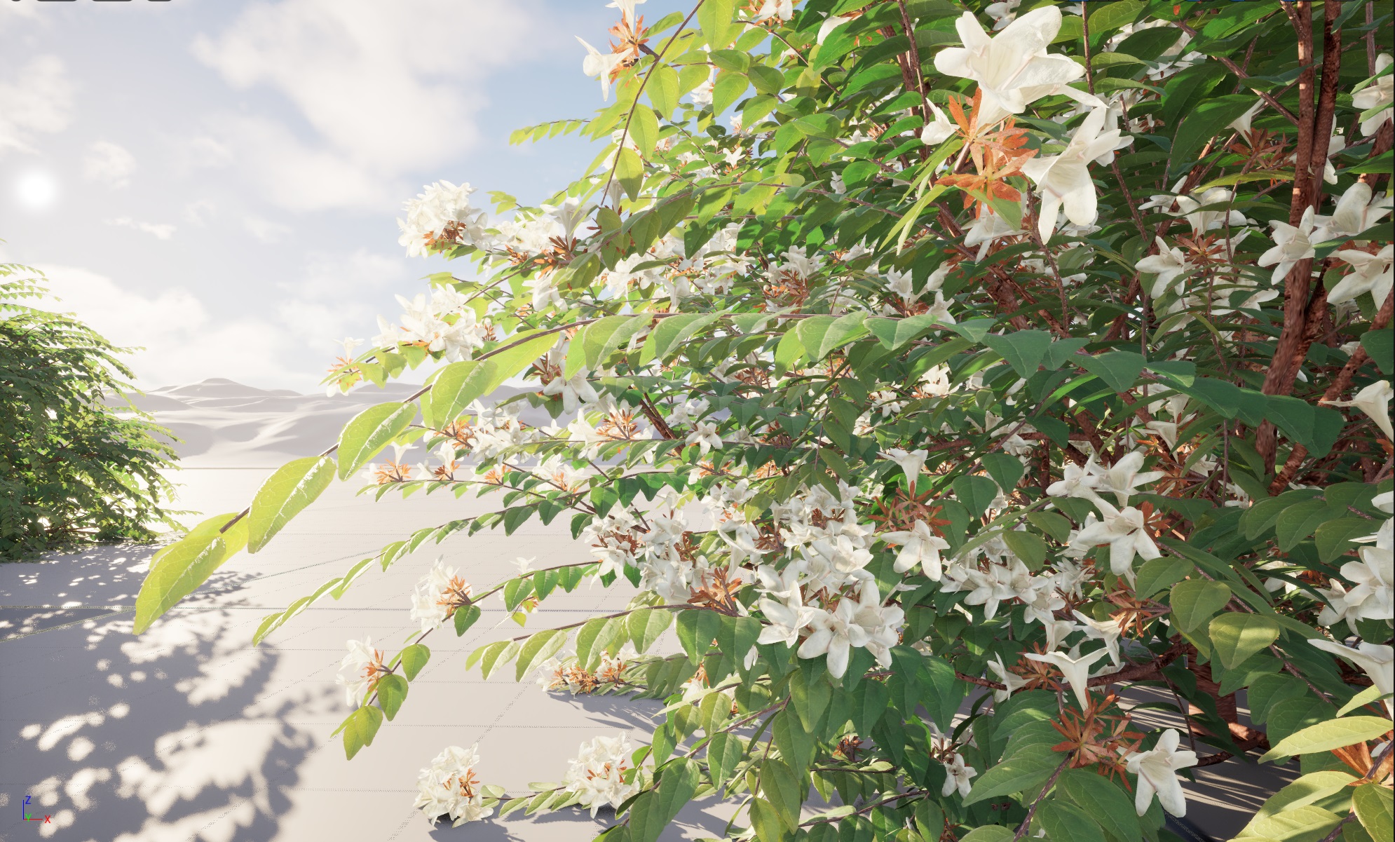 Nanite Plants Shrub - Abelia x grandiflora – Glossy abelia - Image 2