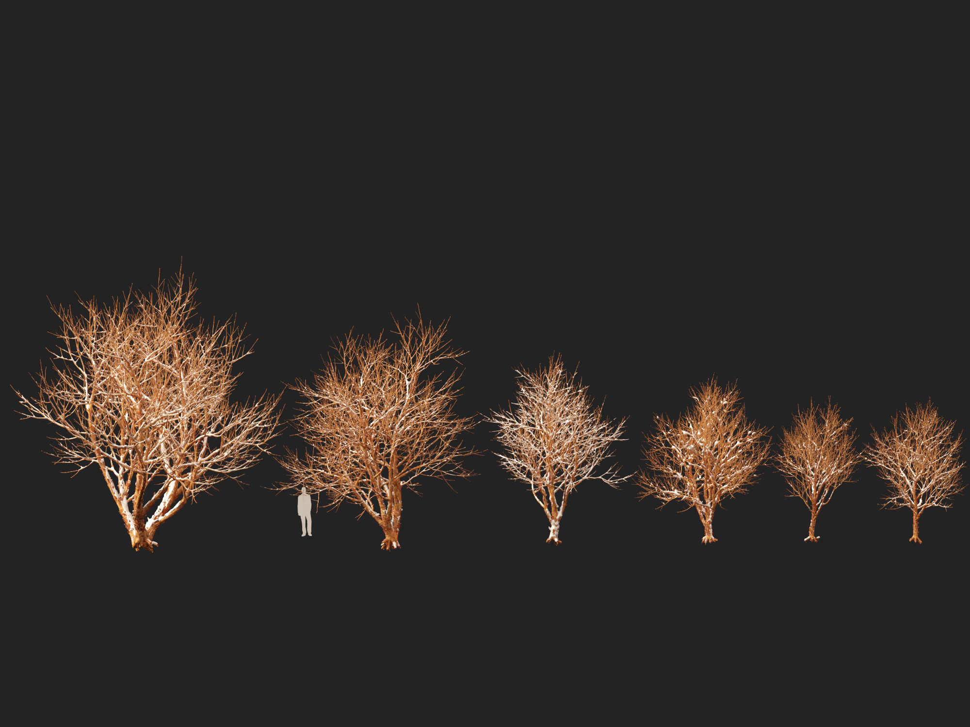 Winter Snow Plants - Acer griseum – Paperbark maple - Image 5