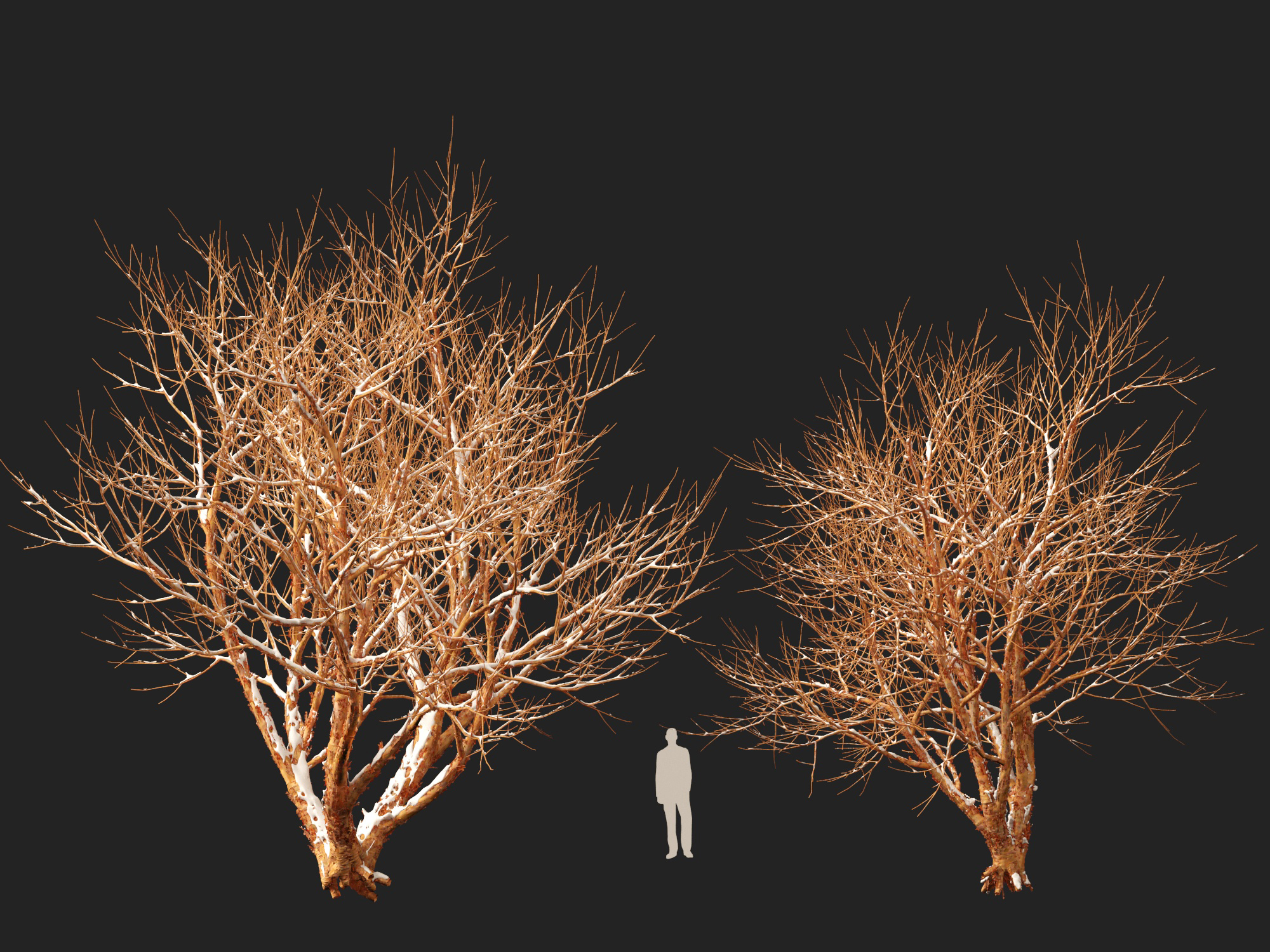 Winter Snow Plants - Acer griseum – Paperbark maple - Image 9