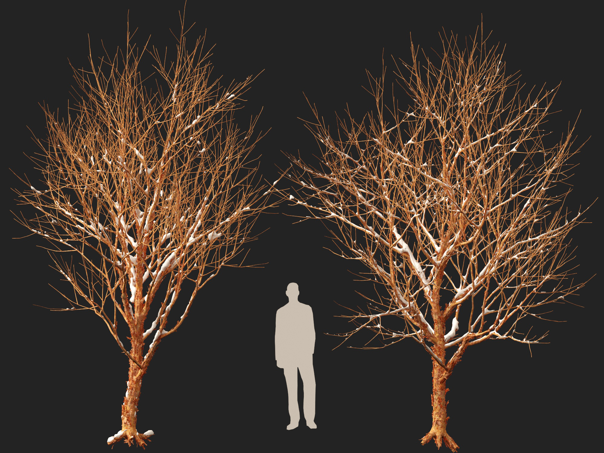 Winter Snow Plants - Acer griseum – Paperbark maple - Image 7